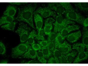 HSP90 alpha Antibody in Immunocytochemistry (ICC/IF)