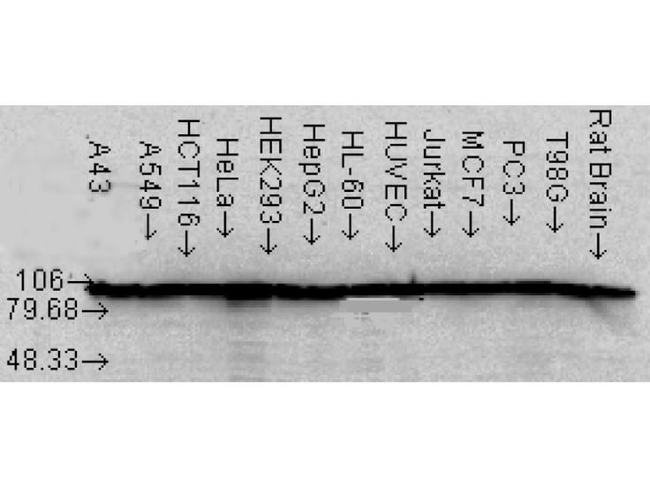 HSP90 alpha/beta Antibody in Western Blot (WB)