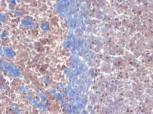 KChlP3 K+ channel Antibody in Immunohistochemistry (Frozen) (IHC (F))