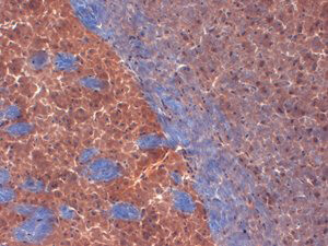Kv1.2 K+ channel Antibody in Immunohistochemistry (Frozen) (IHC (F))