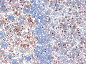 Kv1.3 Antibody in Immunohistochemistry (Frozen) (IHC (F))