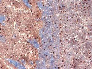 Kv2.2 Antibody in Immunohistochemistry (Frozen) (IHC (F))