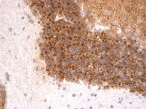 Kv4.3 K+ channel Antibody in Immunohistochemistry (IHC)