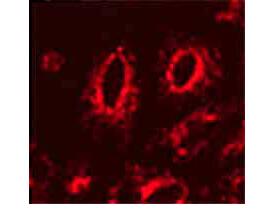 LAMP1 Antibody in Immunocytochemistry (ICC/IF)