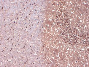 Nav1.1 Antibody in Immunohistochemistry (Frozen) (IHC (F))