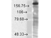 NR2B Antibody in Western Blot (WB)