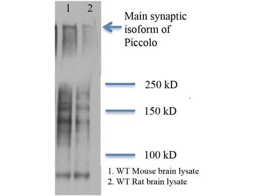 Piccolo Antibody in Western Blot (WB)