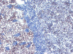 PICK1 Antibody in Immunohistochemistry (Frozen) (IHC (F))