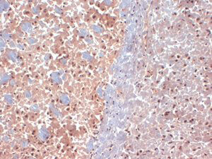 SAP97 Antibody in Immunohistochemistry (Frozen) (IHC (F))