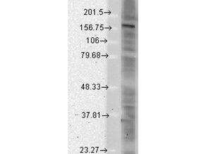 PAN-SHANK Antibody in Western Blot (WB)