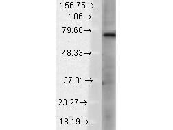 TrpV3 Antibody in Western Blot (WB)