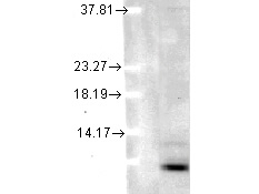 Ubiquitin Antibody in Western Blot (WB)