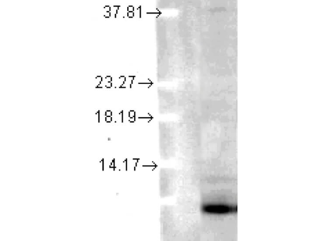 Ubiquitin Antibody in Western Blot (WB)
