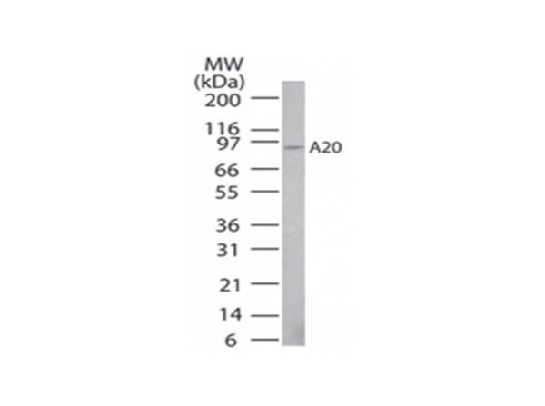 A20 Antibody in Western Blot (WB)