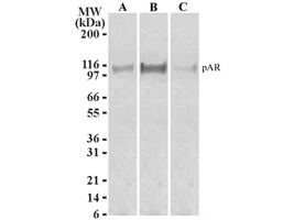 ATF6 Antibody in Western Blot (WB)