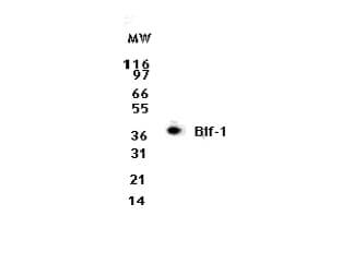 BIF1 Antibody in Western Blot (WB)