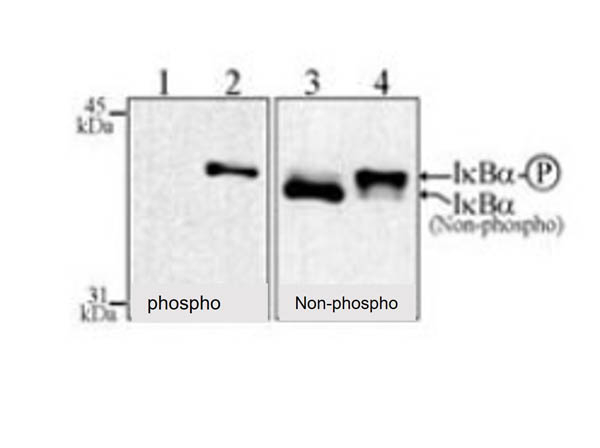 Phospho-IKB alpha (Ser32, Ser36) Antibody in Western Blot (WB)