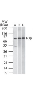 IKK beta Antibody in Western Blot (WB)