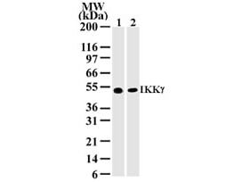 IKK gamma Antibody in Western Blot (WB)