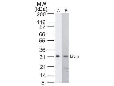 Livin Antibody in Western Blot (WB)