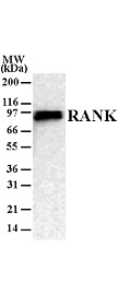 RANK Antibody in Western Blot (WB)