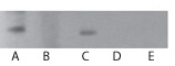 TLR7 Antibody in Western Blot (WB)
