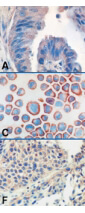 TLR9 Antibody in Immunohistochemistry (Frozen) (IHC (F))