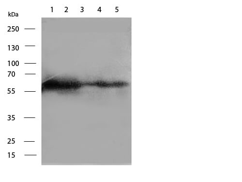 Paxillin Antibody in Western Blot (WB)