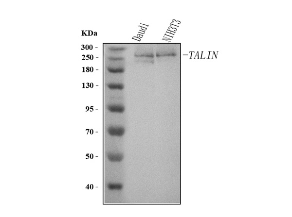Talin Antibody in Western Blot (WB)