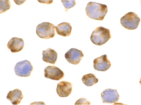 APAF1 Antibody in Immunocytochemistry (ICC/IF)