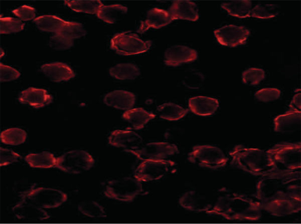 BIM Antibody in Immunocytochemistry (ICC/IF)