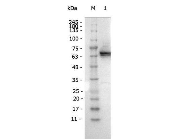 DYKDDDDK Antibody in Western Blot (WB)