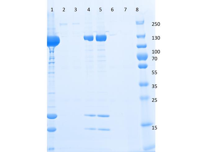 DYKDDDDK Antibody in SDS-PAGE (SDS-PAGE)