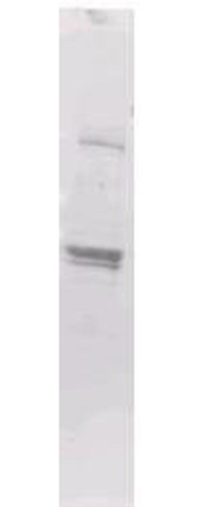 Maltose Binding Protein (MBP) Epitope Tag Antibody in Western Blot (WB)