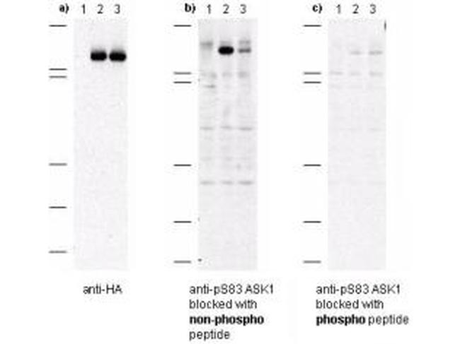 Phospho-ASK1 (Ser83) Antibody in Western Blot (WB)