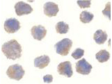 Beta-Site App-Cleaving Enzyme Antibody in Immunocytochemistry (ICC/IF)