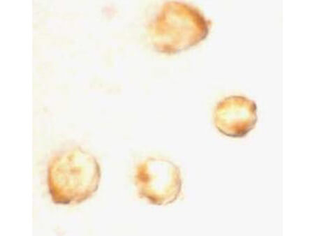 Survivin Antibody in Immunocytochemistry (ICC/IF)