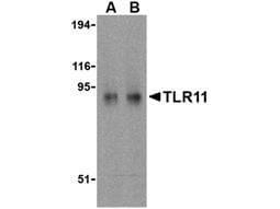 TLR11 Antibody in Western Blot (WB)