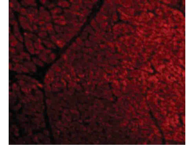 TIRAP Antibody in Immunocytochemistry (ICC/IF)