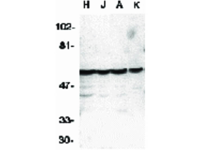 Caspase-10 Antibody in Western Blot (WB)