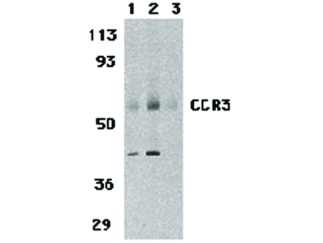 CCR3 Antibody in Western Blot (WB)