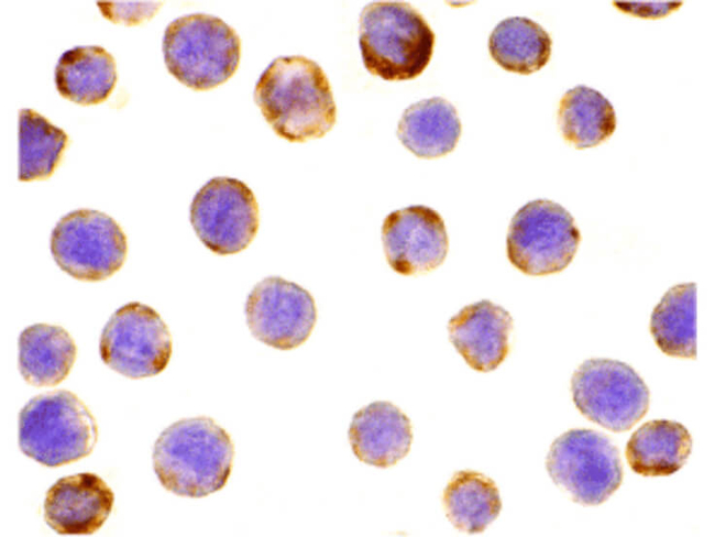 DAD1 Antibody in Immunocytochemistry (ICC/IF)