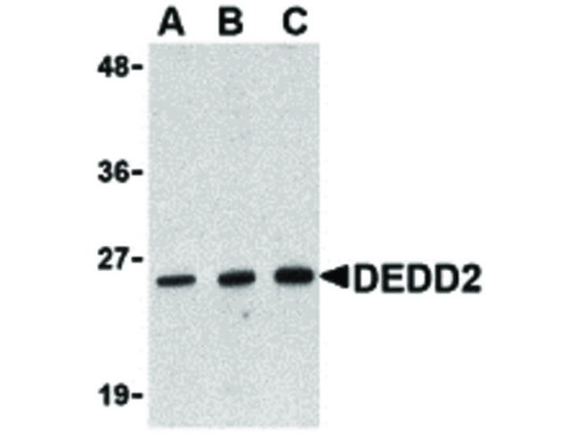 DEDD2 Antibody in Western Blot (WB)