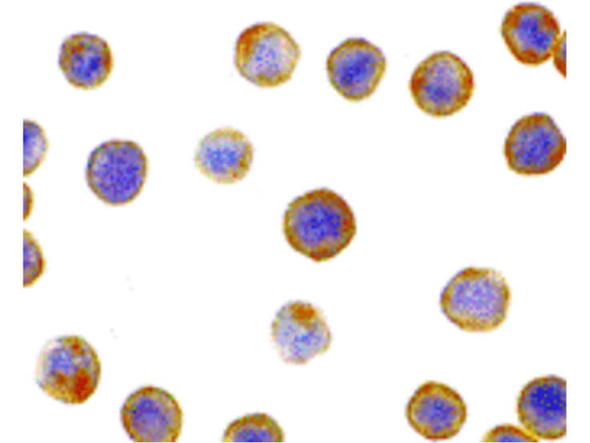 DFF45 Antibody in Immunocytochemistry (ICC/IF)