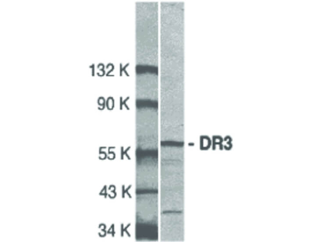 DR3 Antibody in Western Blot (WB)