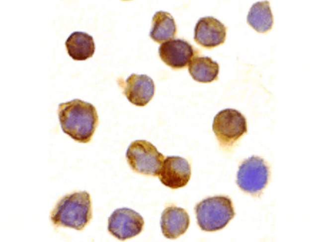 DR3 Antibody in Immunocytochemistry (ICC/IF)