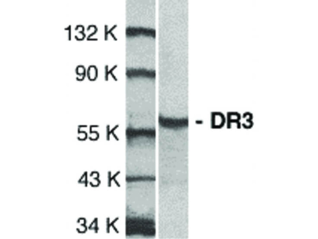DR3 Antibody in Western Blot (WB)