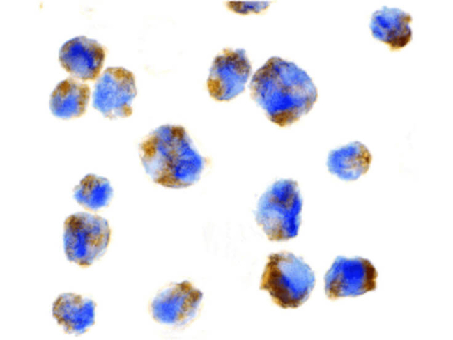 Eotaxin Antibody in Immunocytochemistry (ICC/IF)