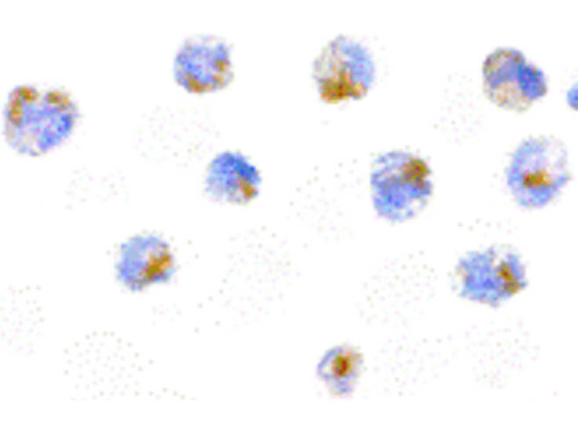 Flip Antibody in Immunocytochemistry (ICC/IF)