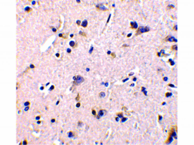 GFR alpha 1 Antibody in Immunohistochemistry (Paraffin) (IHC (P))